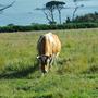 Kuh auf der Weide vor dem Meer Kanalinseln Segeltörn 2010