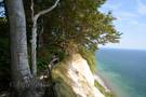 Bäume am Klippenrand Segeln Rügen Møn 2014